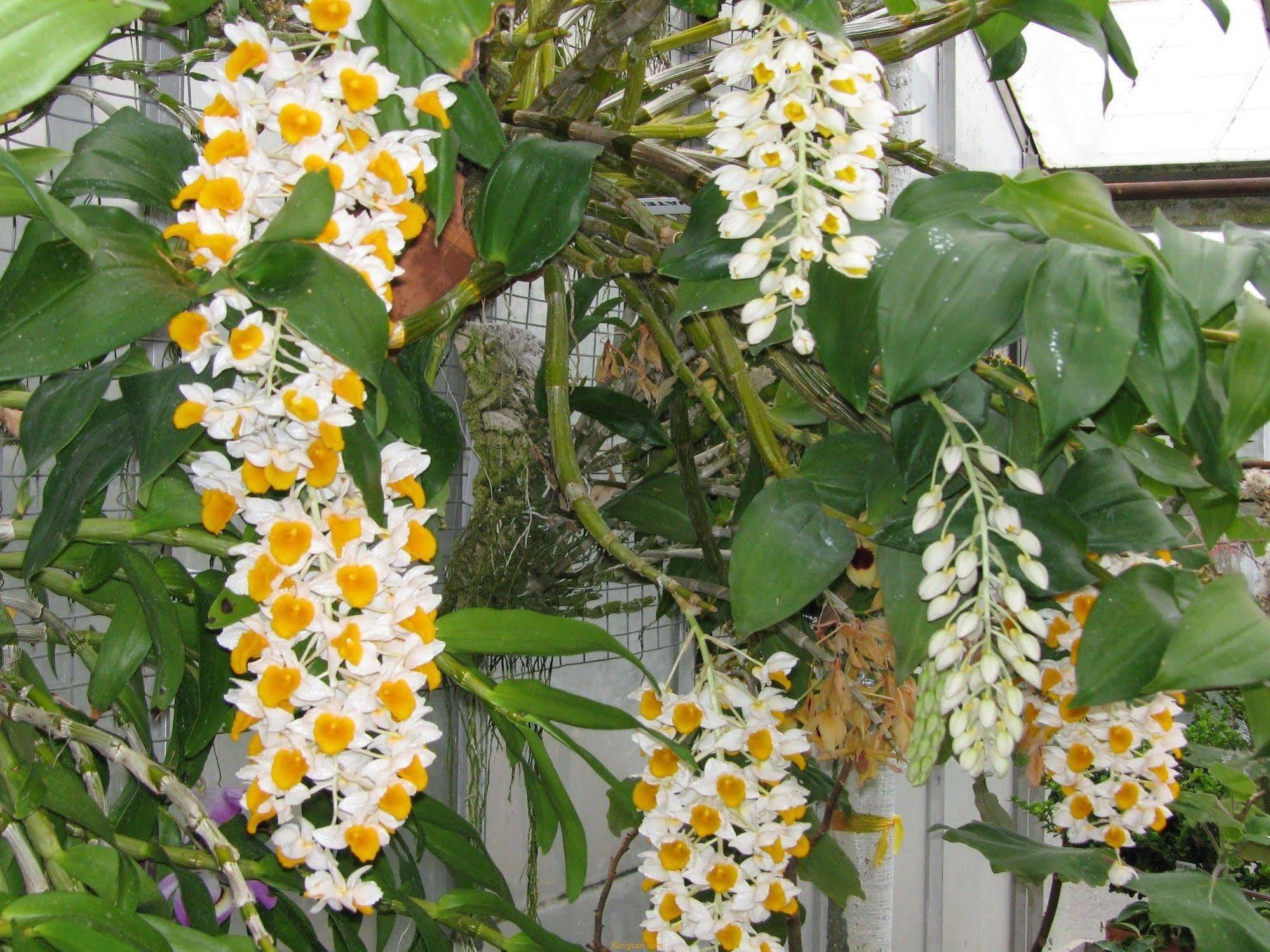 Rice Flower Homestay Hoi An Exterior foto